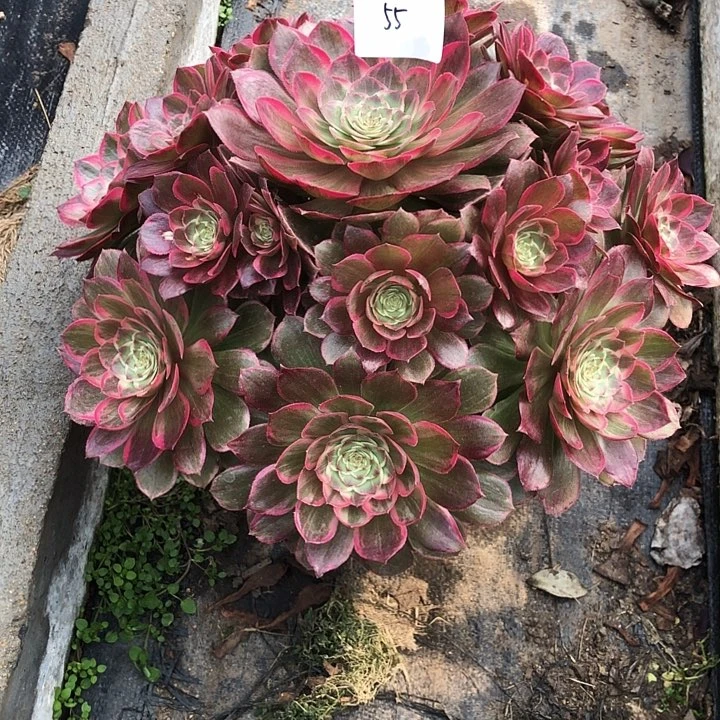 阿*55号 莲花座 多肉植物