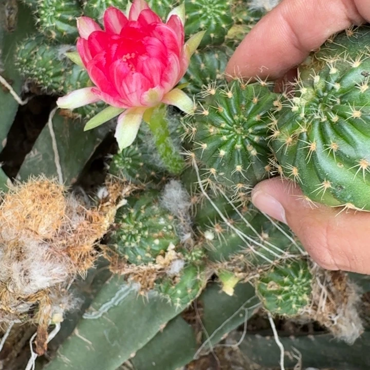 269新品丽花歪3公分左右无根侧牙虫咬，20包邮