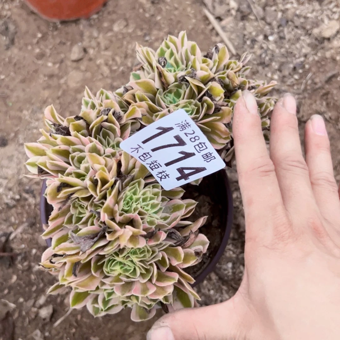 1714多肉植物粉女巫缀