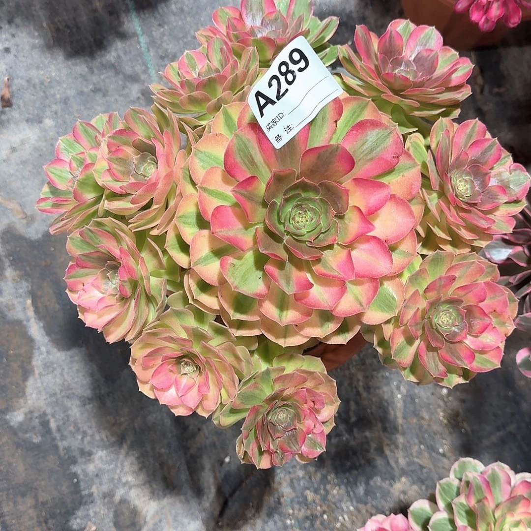 雨荷多肉法师aaa289