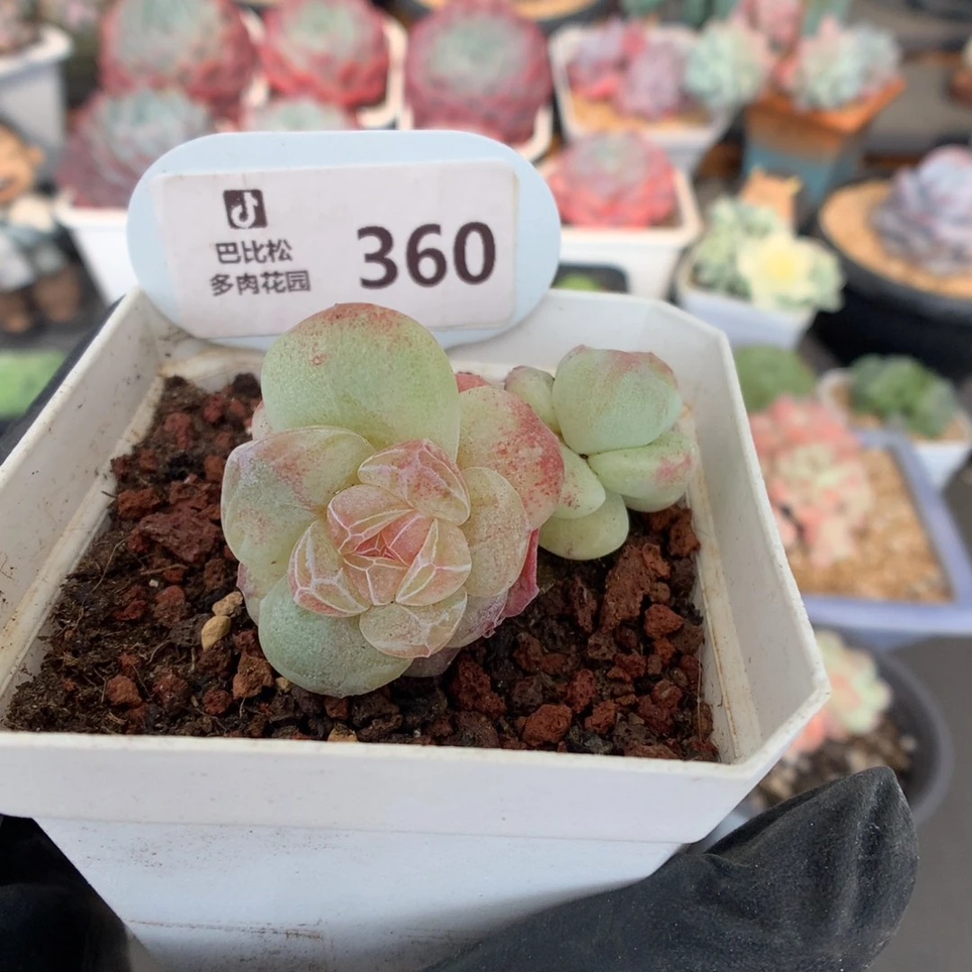 360 冰玉石化多肉
