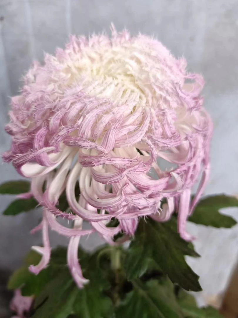 鹅毛粉黛【中苗无花苞】菊花盆栽