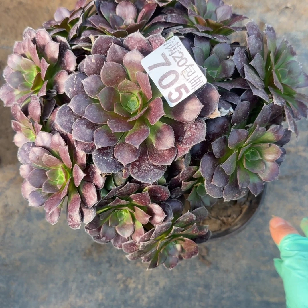 红玫瑰悬崖705满20包邮断枝不包