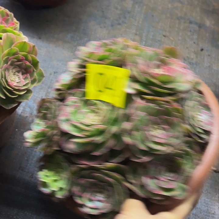 多肉植物绿体海神040个