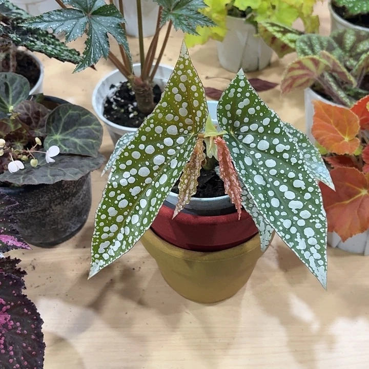 完全开放超白冰秋海棠