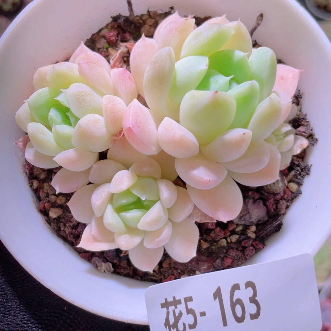 花利美5-163奶油美人