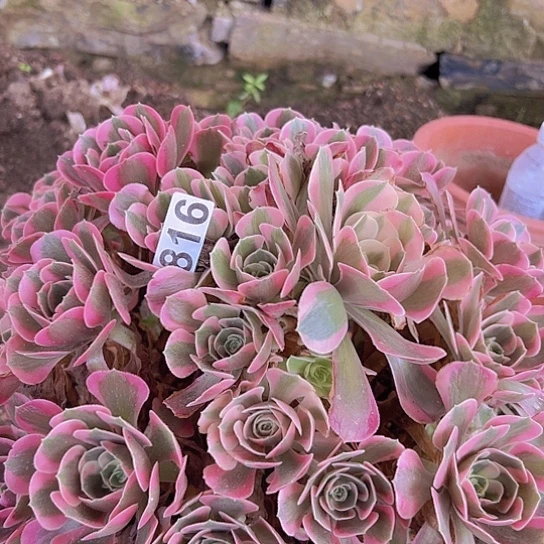 花***9多肉植物一个女巫偏头