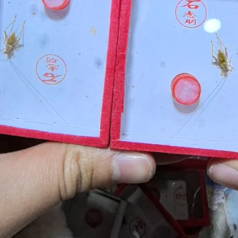 石志明大黄蛉两条全品个大