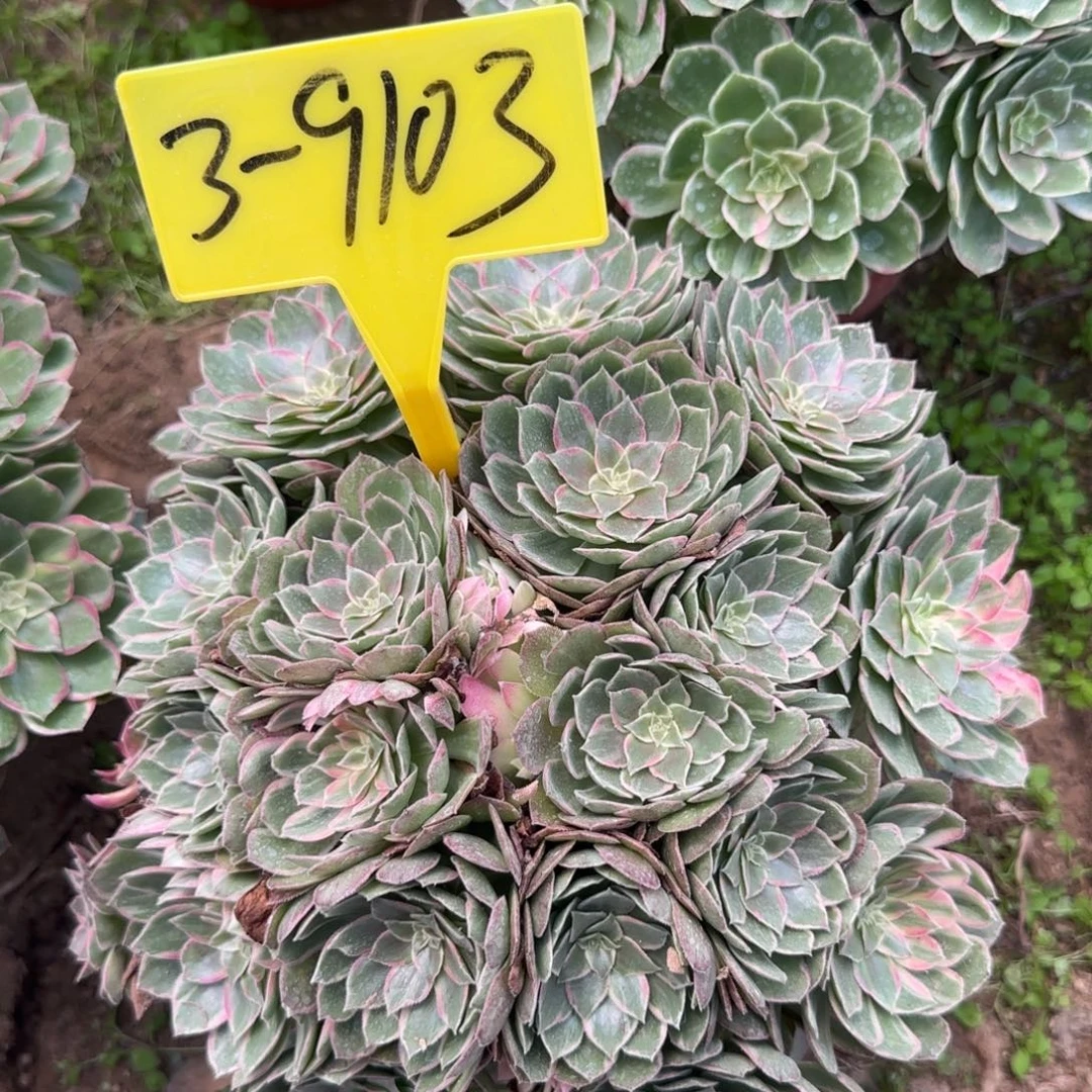 平***叔3-9103++万花筒多头