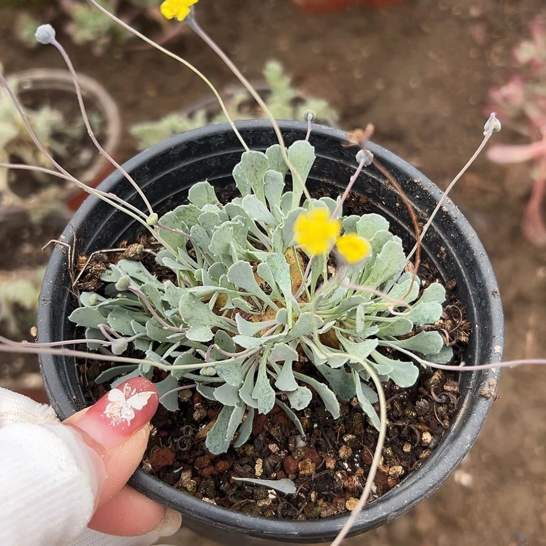 多肉植物格加厚敦菊