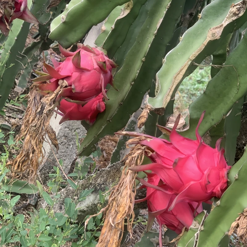 揭阳高山日照充足火龙果新鲜现摘足称3斤5斤红心火龙果