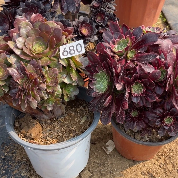 680多肉植物组合无售后