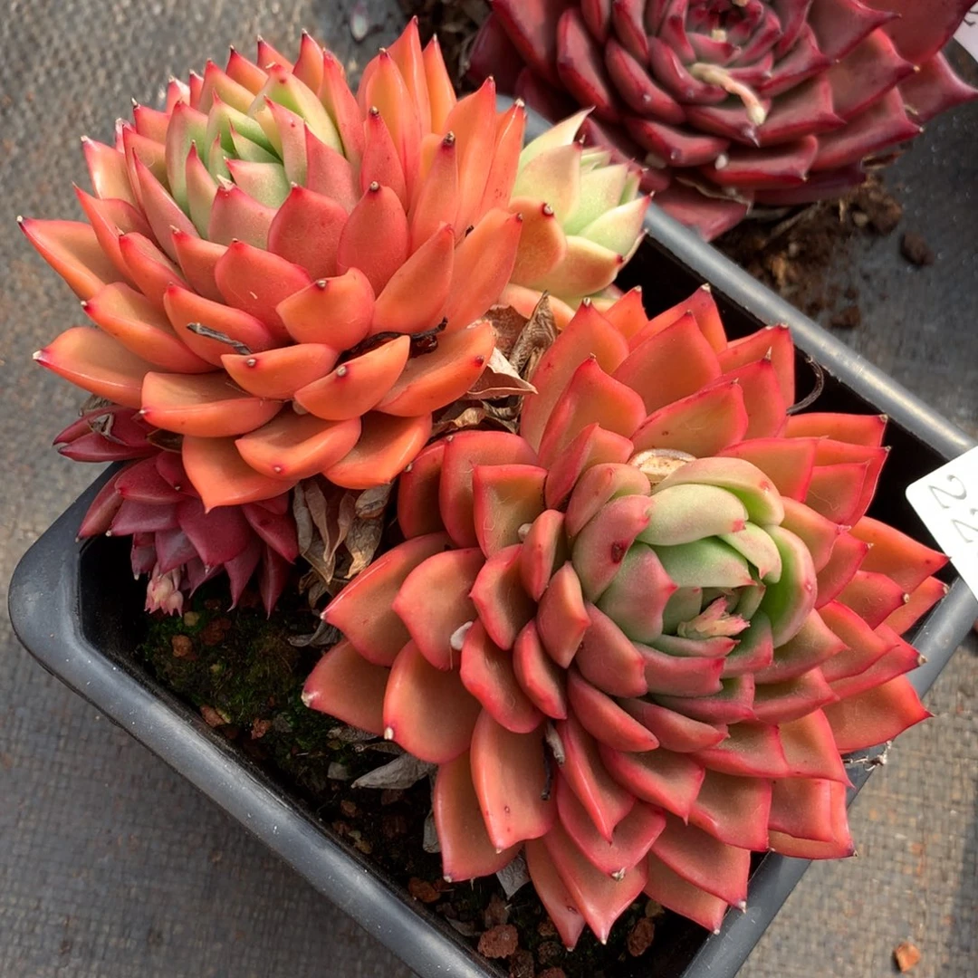 1157杂交精品基地14厘米