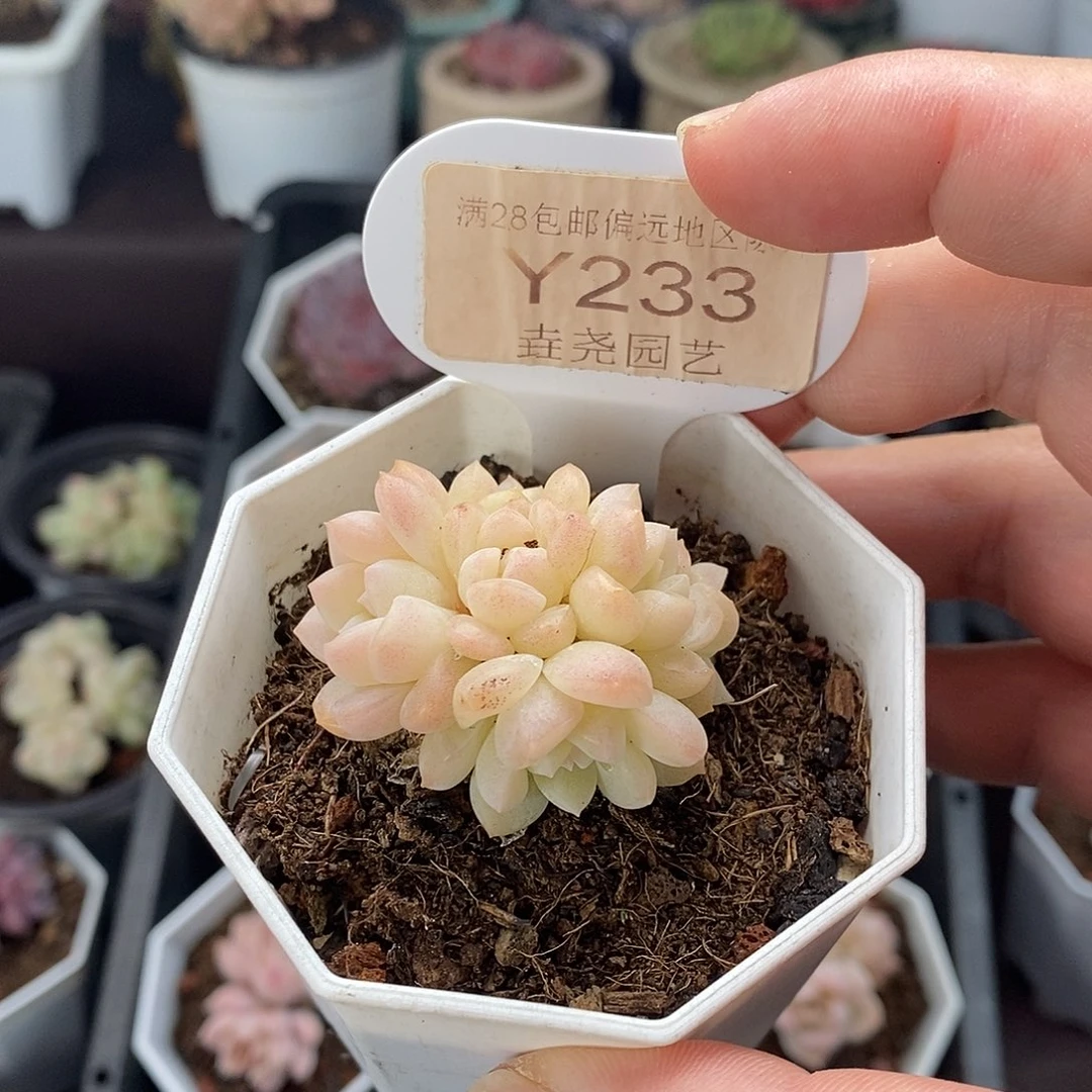 9232 奶油美人群 4cm