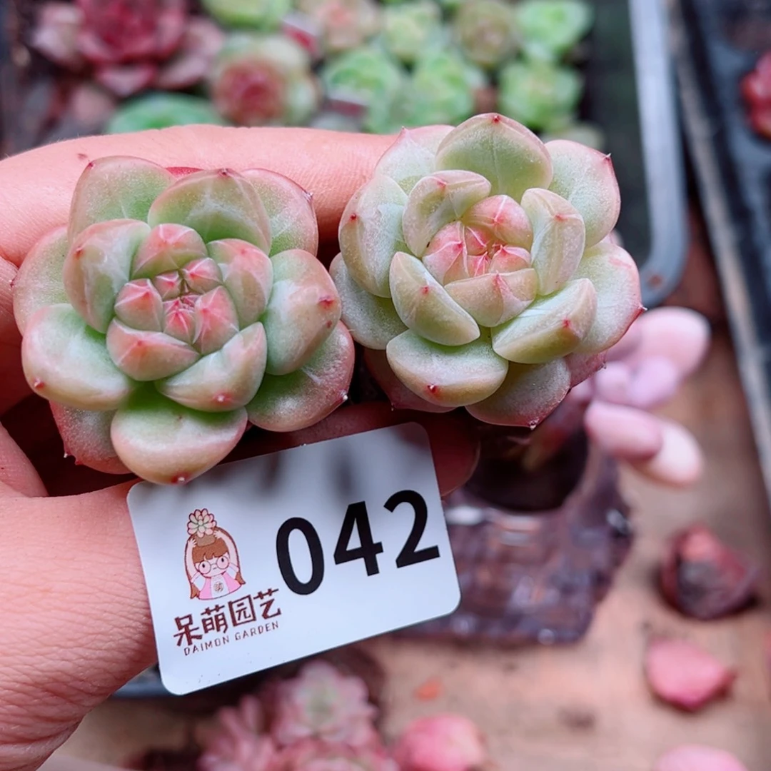 多肉植物多肉植物