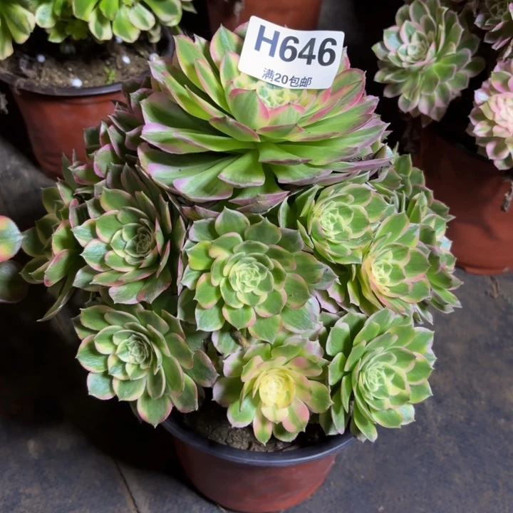 瑞妈，。。。。。646。海王，