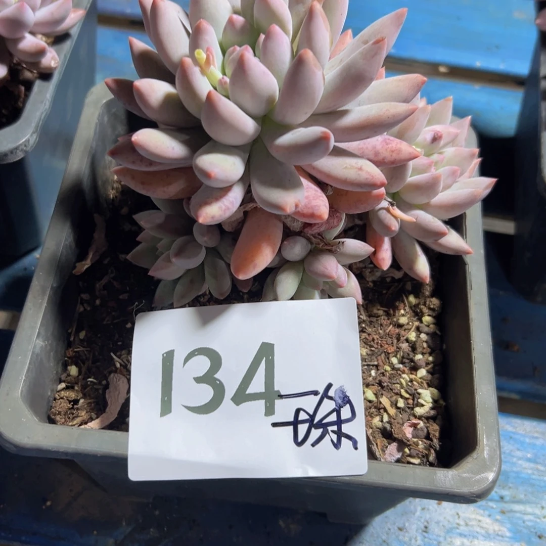 珠*134 不错吧不错吧女女表现不错吧