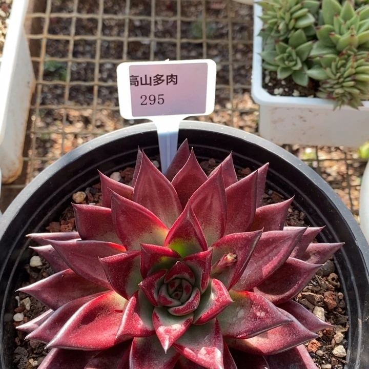 血罗295号直播福利