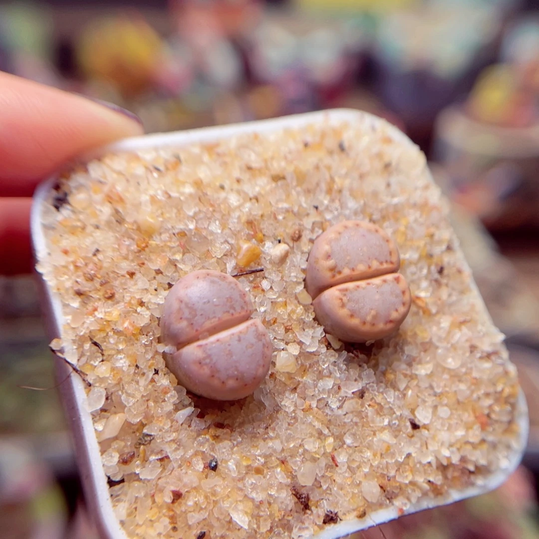 39号带盆盆包邮发货