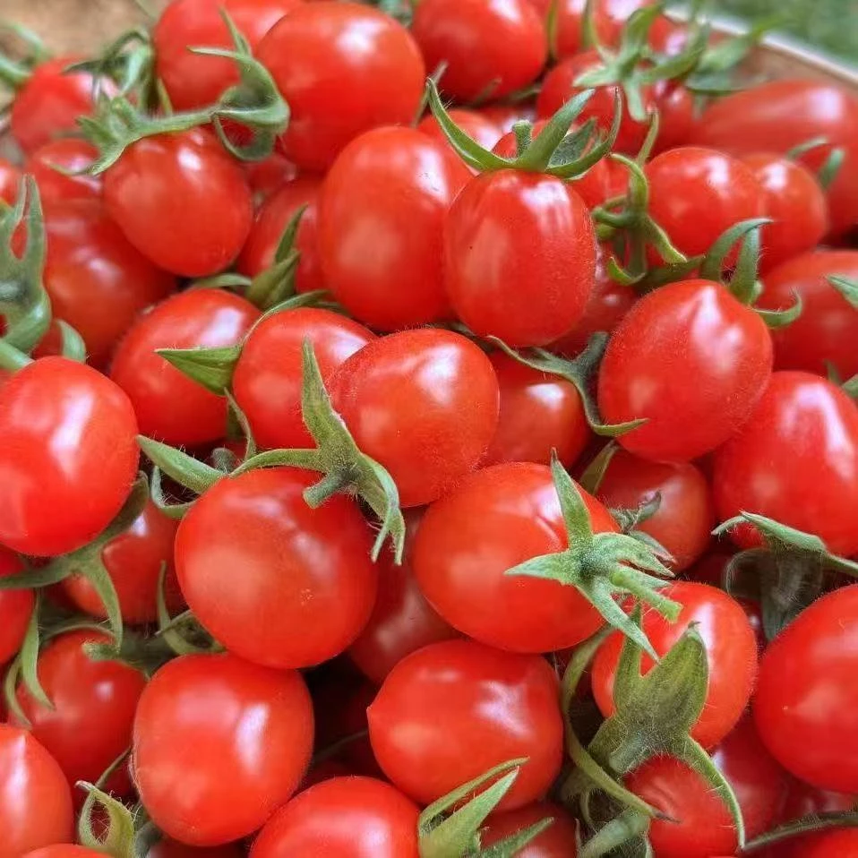 【大小混发】山东青岛平度新鲜现摘现发小番茄圣女果五斤装