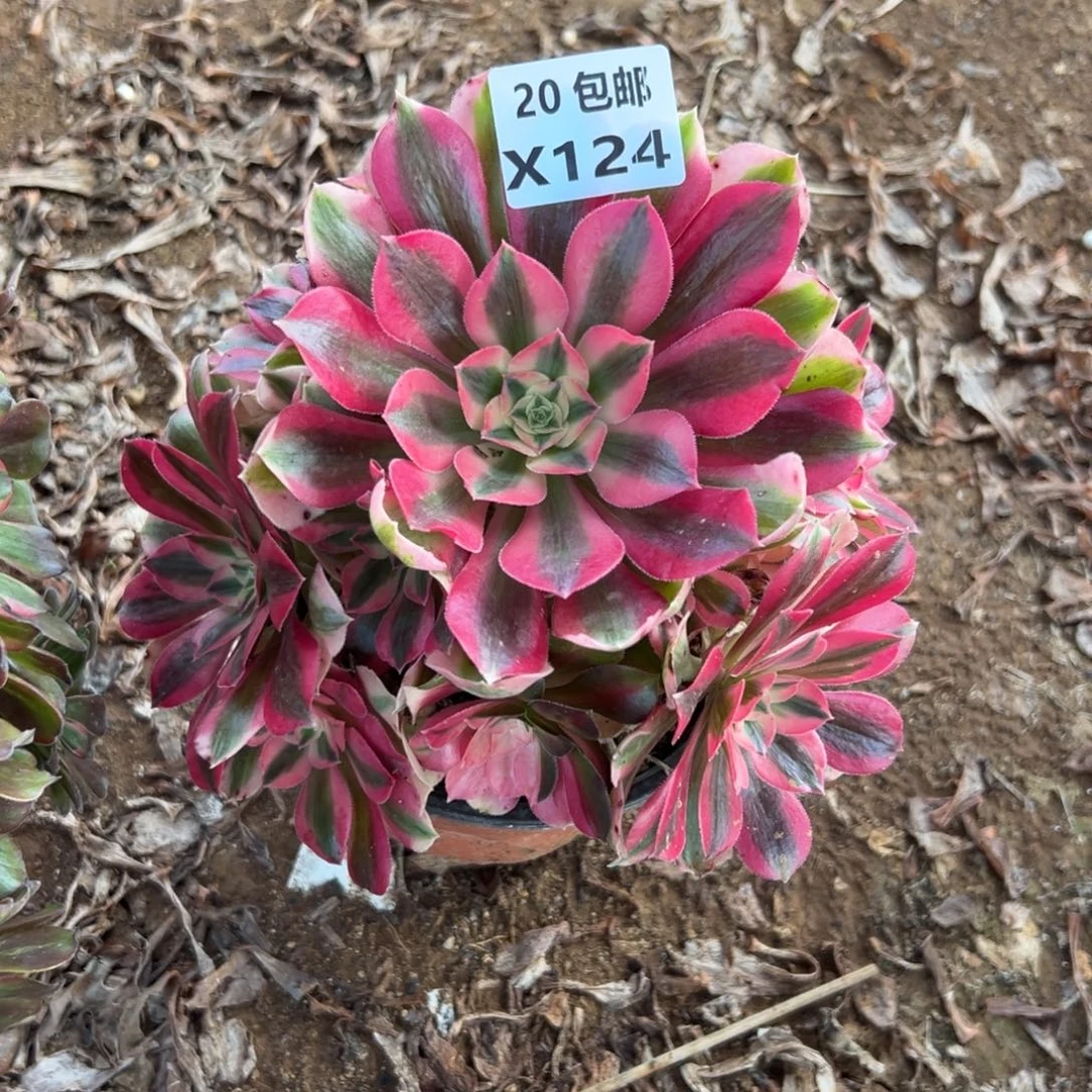 124女巫，满20包邮嘟叮熊