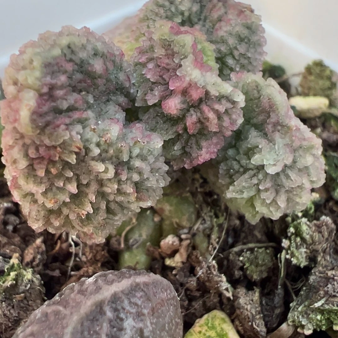 实生新品单头纯木质桩