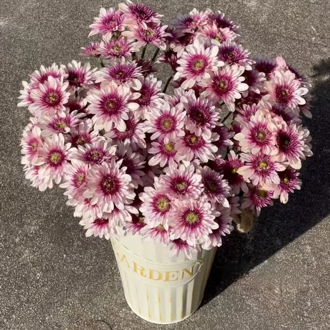 10枝波多利粉小雏菊  好养花期超长待机 云南鲜花基地直发