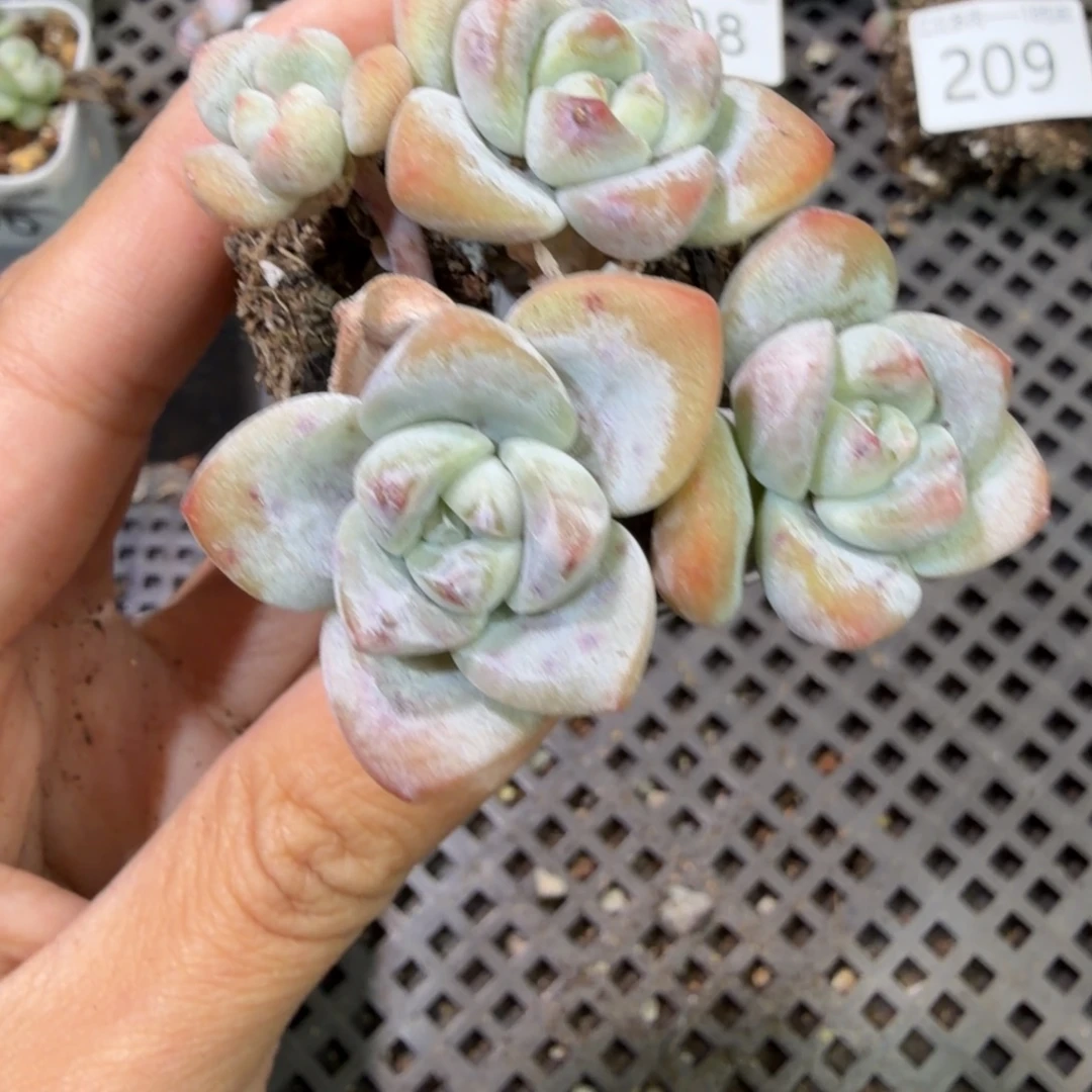 210 号到手1筐，江北多肉