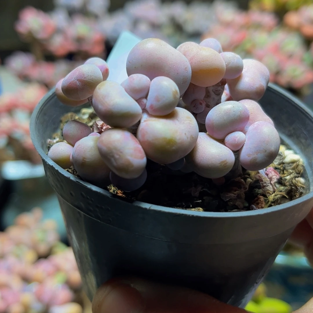 570桃蛋树6厘米多肉