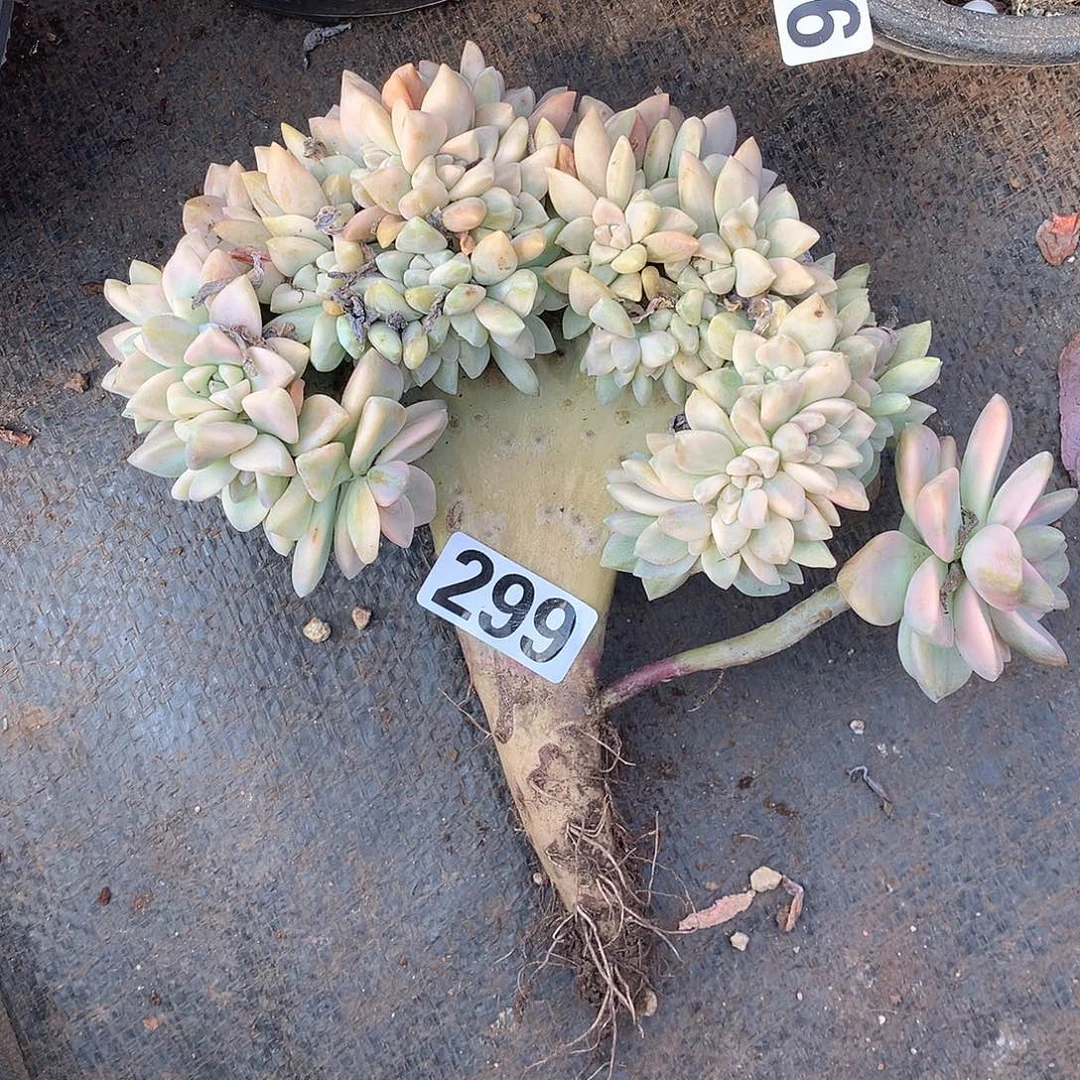 299淡雪锦缀 一物一拍多肉