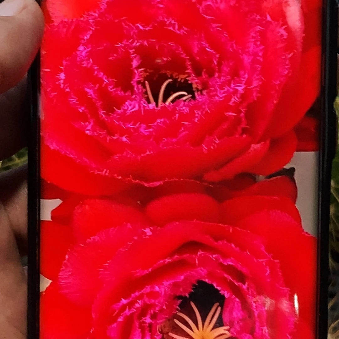 毛 苹果 侧芽歪20包邮/7公分以上