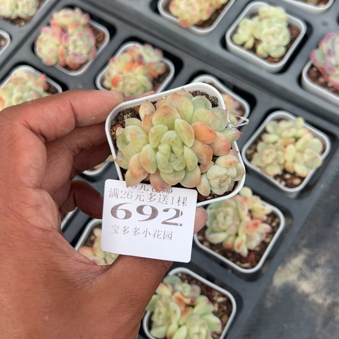 尖***儿692号 四头繁星珍妮一物一拍