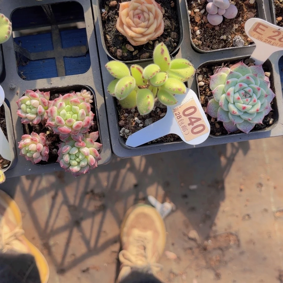 玛***治E285熊童子一物语拍