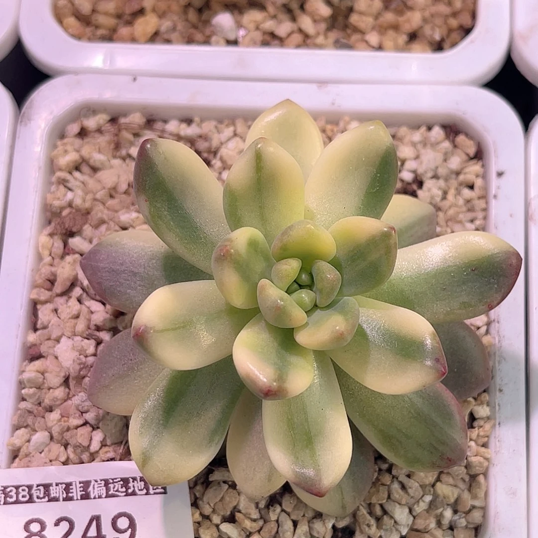 碎***念尚品园艺福利锦8249