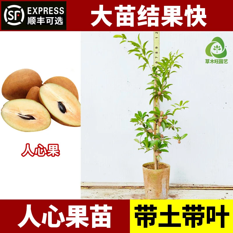 越南人心果四季结果盆栽地栽高产