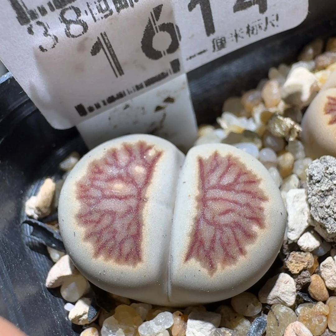 Ssss清货价出了1614