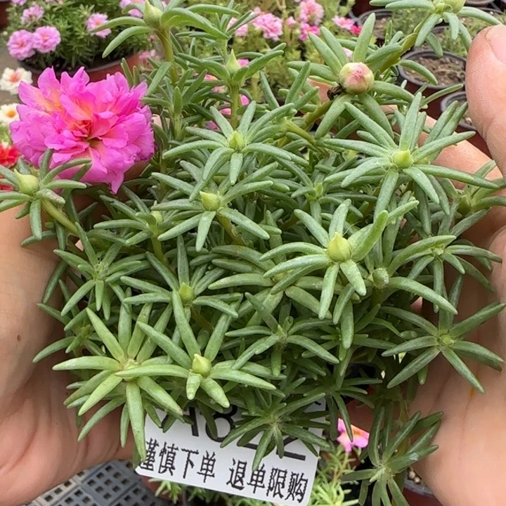 当前无花朵，栽培后可花朵A822超小苗盆口10cm
