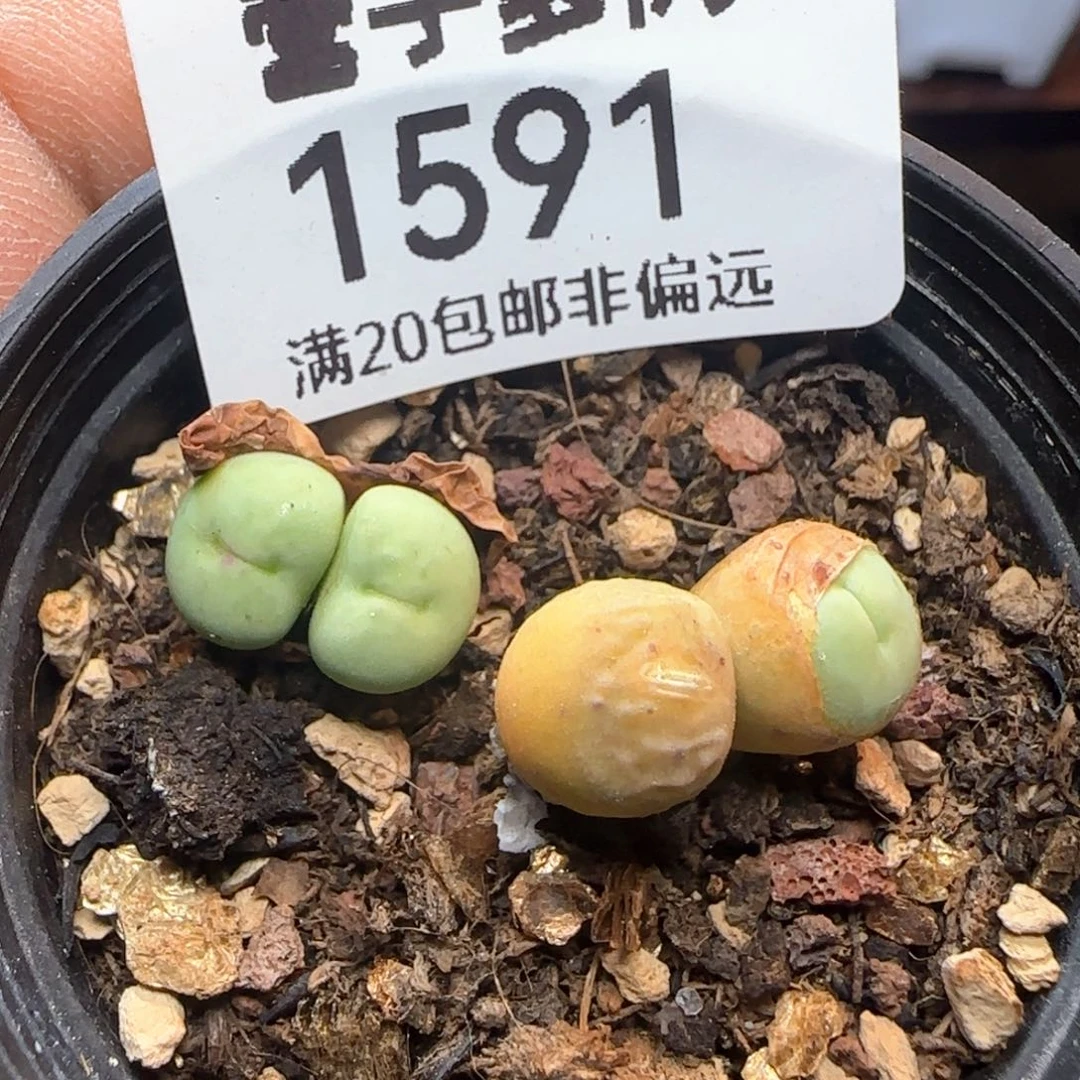 贝特芬两颗双头。