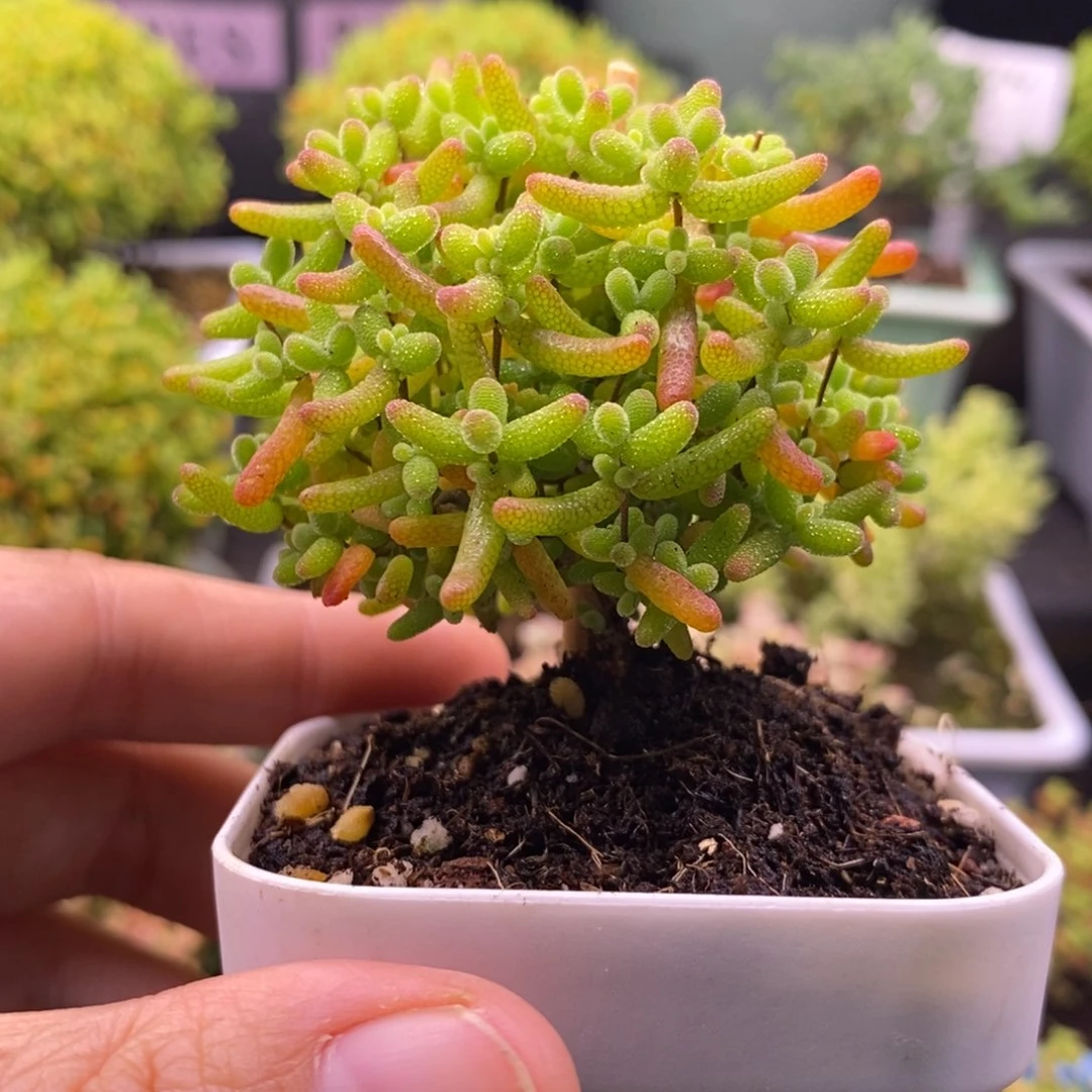 150蜜桔糖球。