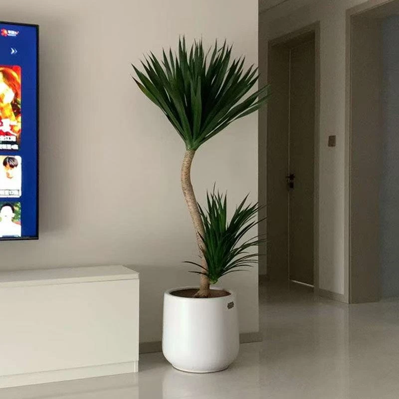 好养太空铁黑珍珠龙血树客厅绿植旺宅大型室内植物老桩龙须树盆栽