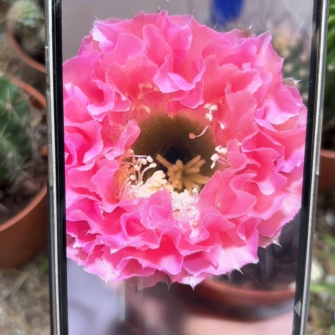 彩草青青51号大侧牙5.5-6公分