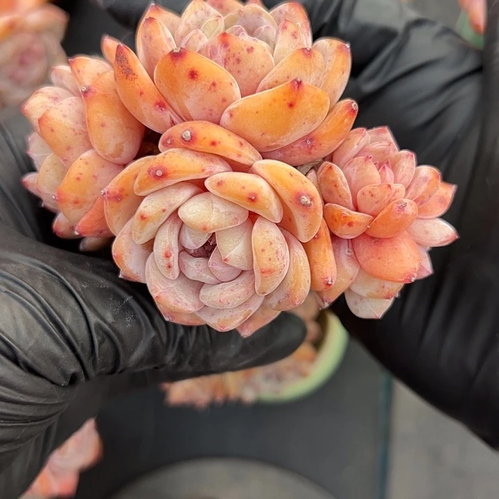 五头星影带盆发的时候