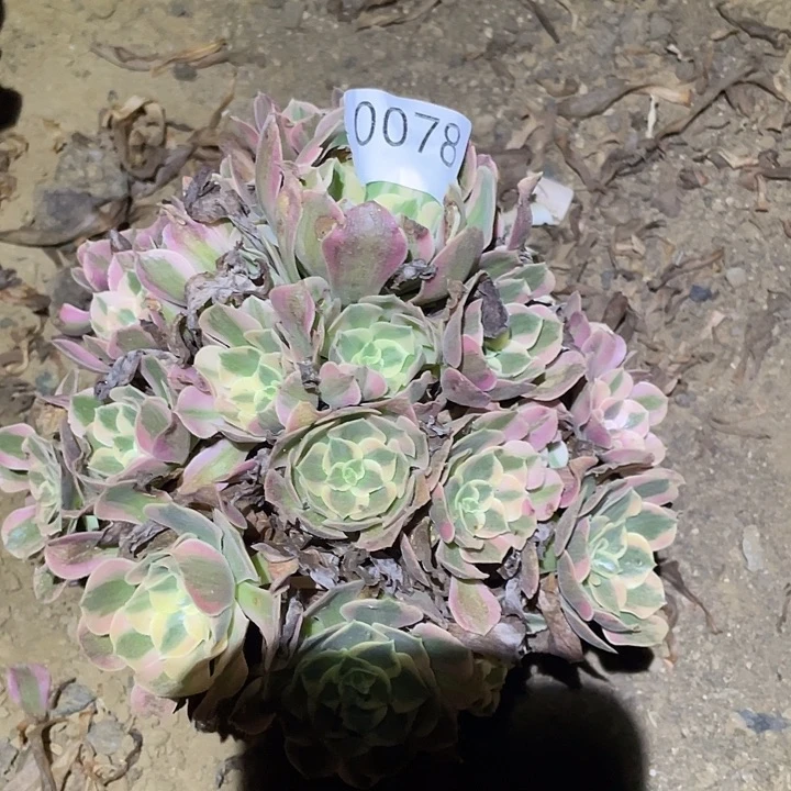 多肉植物法师78妖月