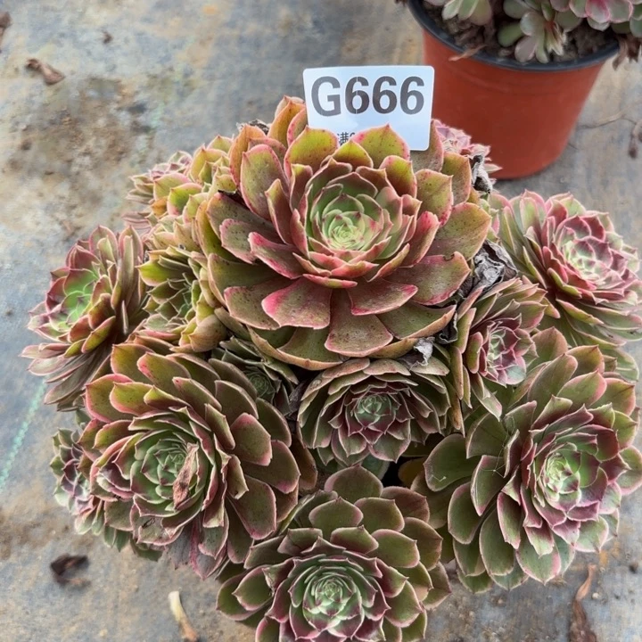 瑞妈多肉植物666粉花妖