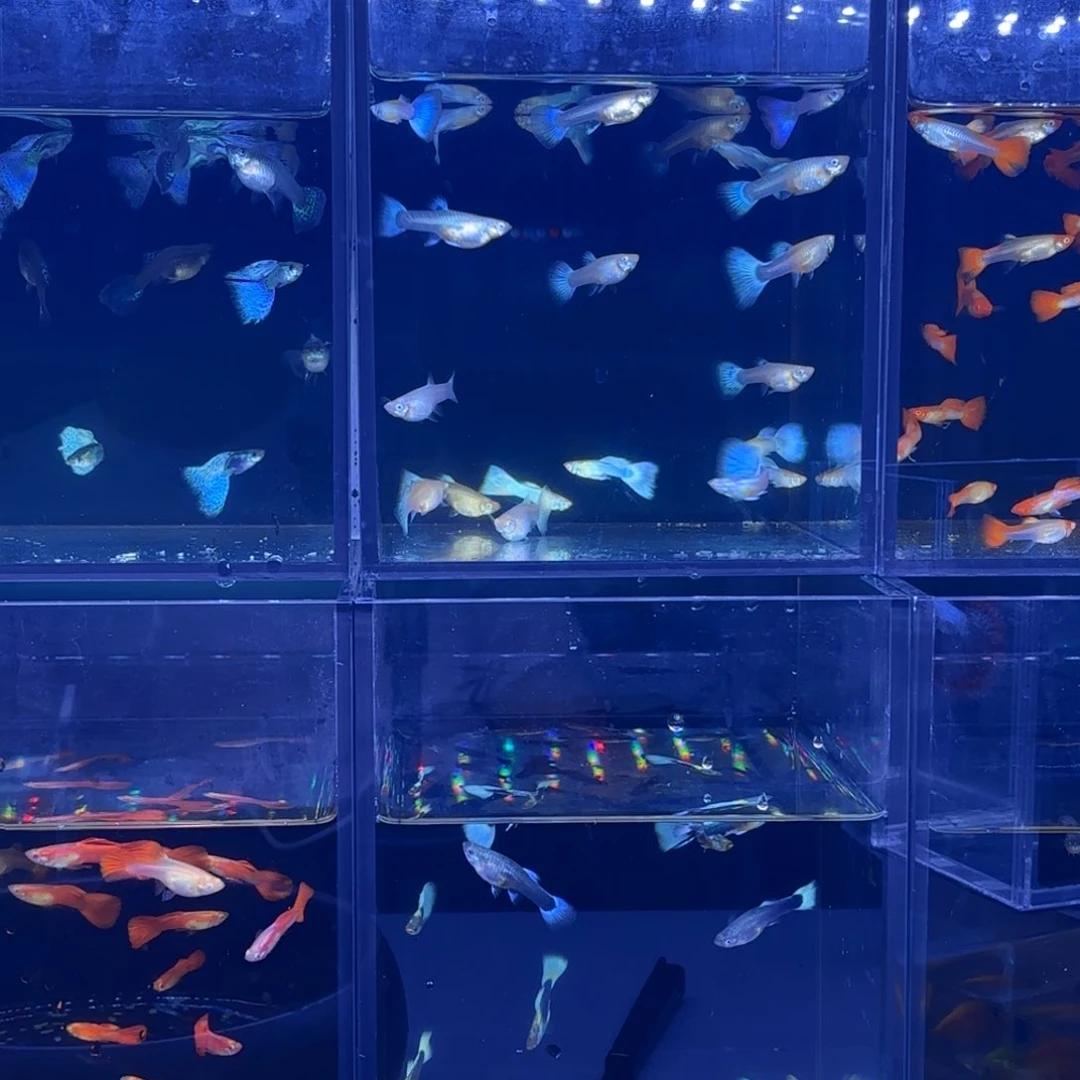 孔雀鱼自搭套餐四个品种