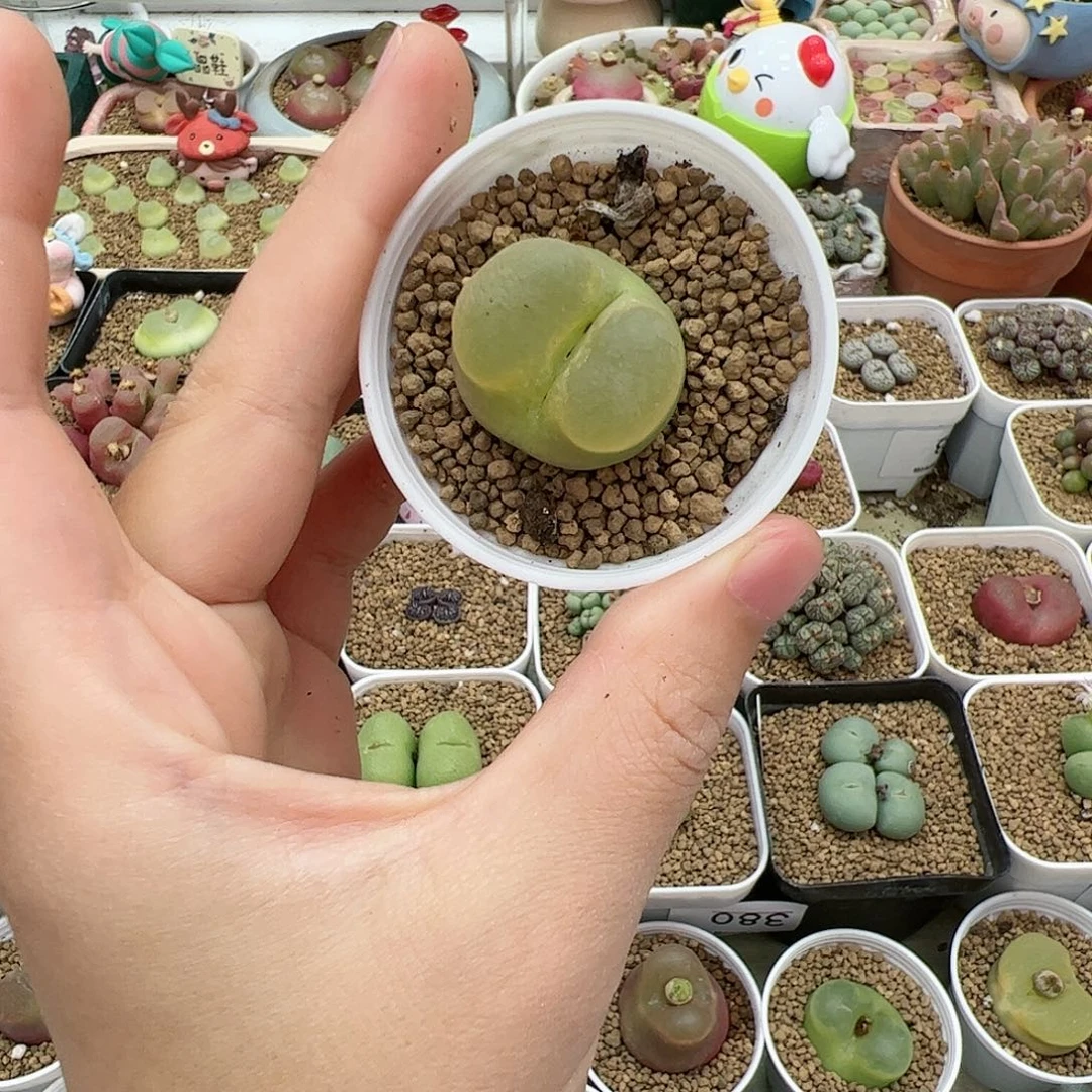 【闪购商品】8 带盆