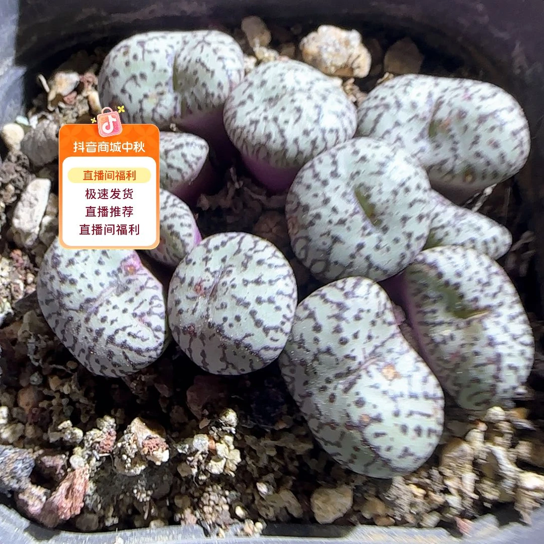 哈哈哈哈哈哈哈53434