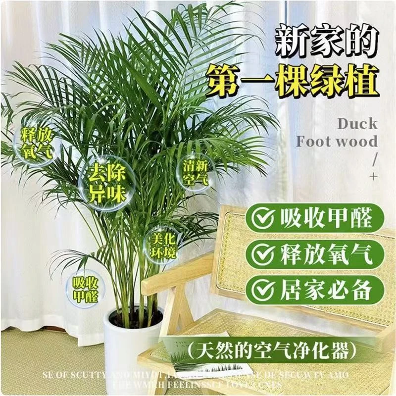 （富贵椰子）90-1.2米基地绿植大盆栽室内好养植物盆景椰岛风