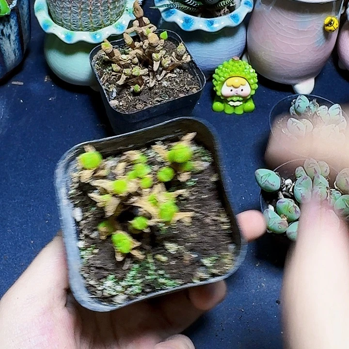 小兔子多头裸根一颗