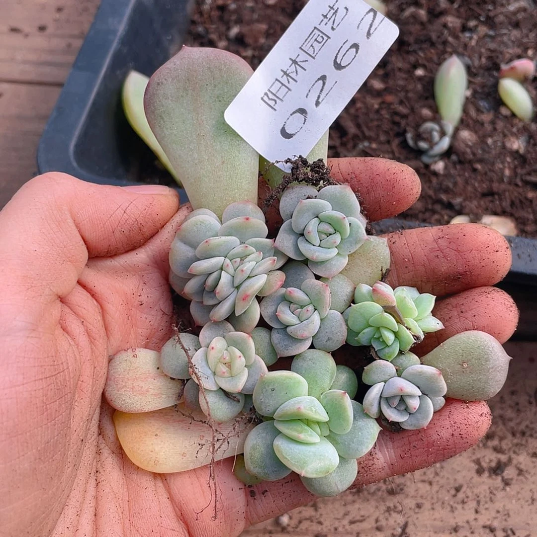 多肉植物多肉植物262